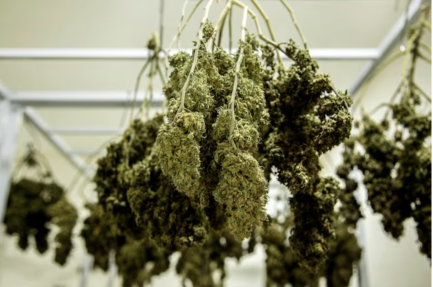 Cannibus curing of clones