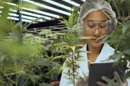 Cannibus farming analytics